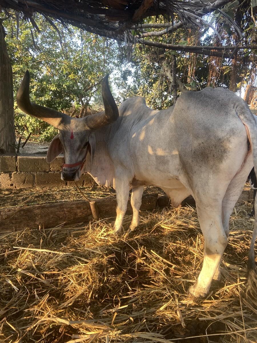 થંબનેલ 2