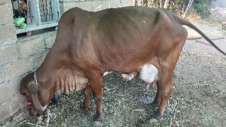 ગીર ગાય વેચવાની છે