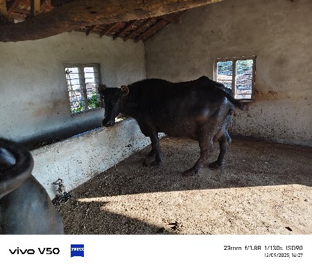 थंबनेल 3