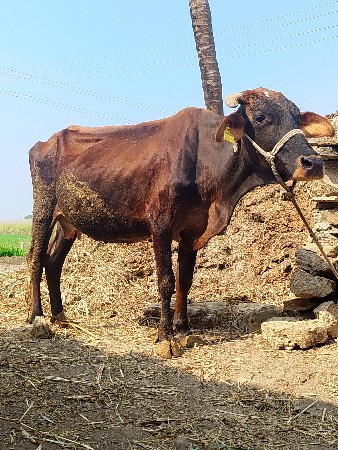 ગાય જરશી