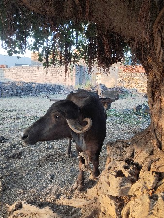 ખળેલી વેચવાની છે