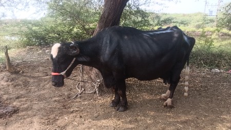 थंबनेल 3