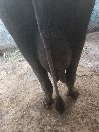 🦬💞💞🙏🤞🥹