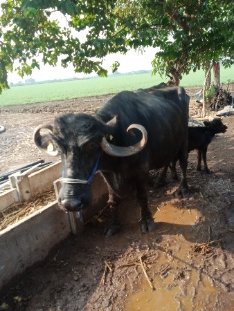 ભેંસ વેચવાની છે