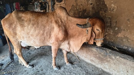 ગિર ગાય વેચવા  ની છે