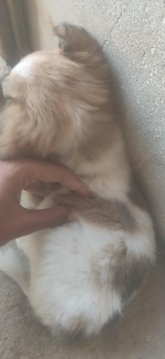 ઇંગ્લિશ કૂતરા છે 30 દિવસ ના છે