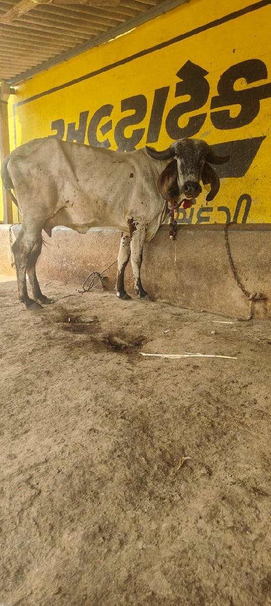 थंबनेल 3