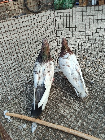 थंबनेल 2