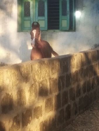 bacheri veshvani Porbandar