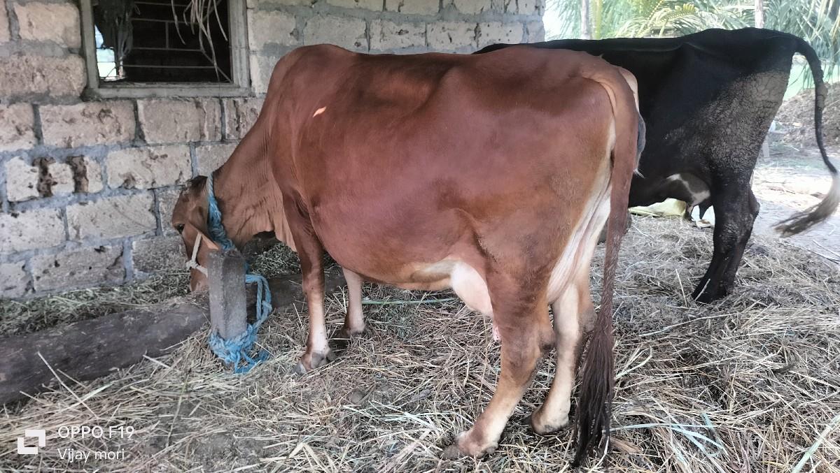 थंबनेल 1