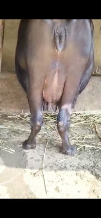 ભેંસ વેચવાની છે