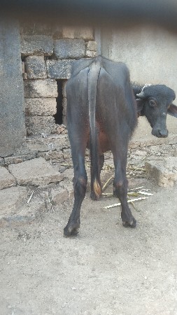 थंबनेल 3