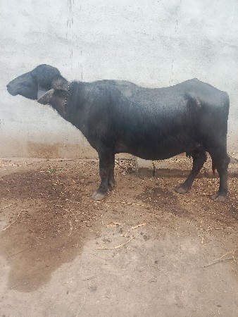 ભેંસ વેચવાની છે