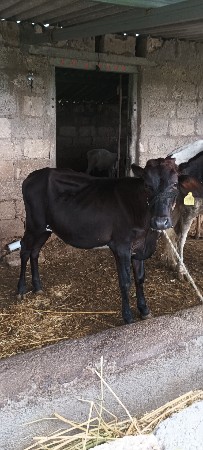 थंबनेल 3