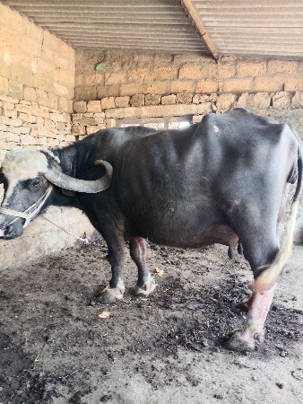 थंबनेल 2