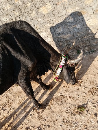 થંબનેલ 2