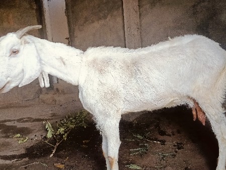 bakri