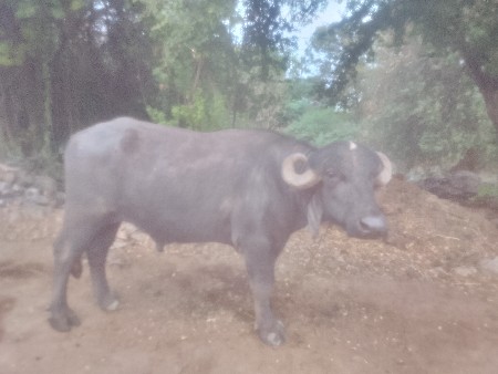 પાડો વેસવા નો છે