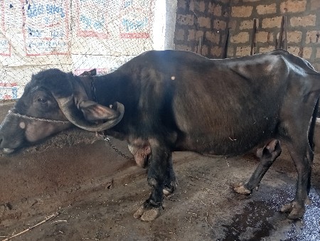 थंबनेल 3