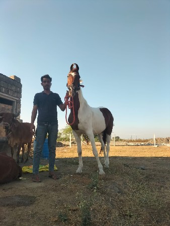 ઘોડી વેચવાનીછે