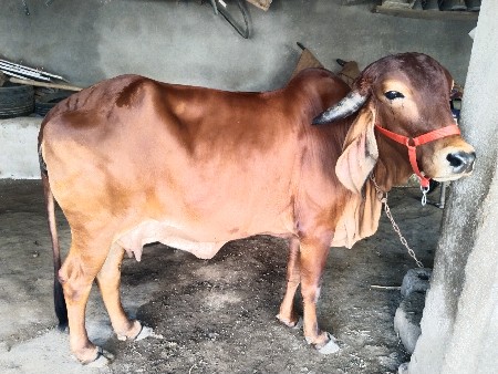 ગાય વેચવાની છે