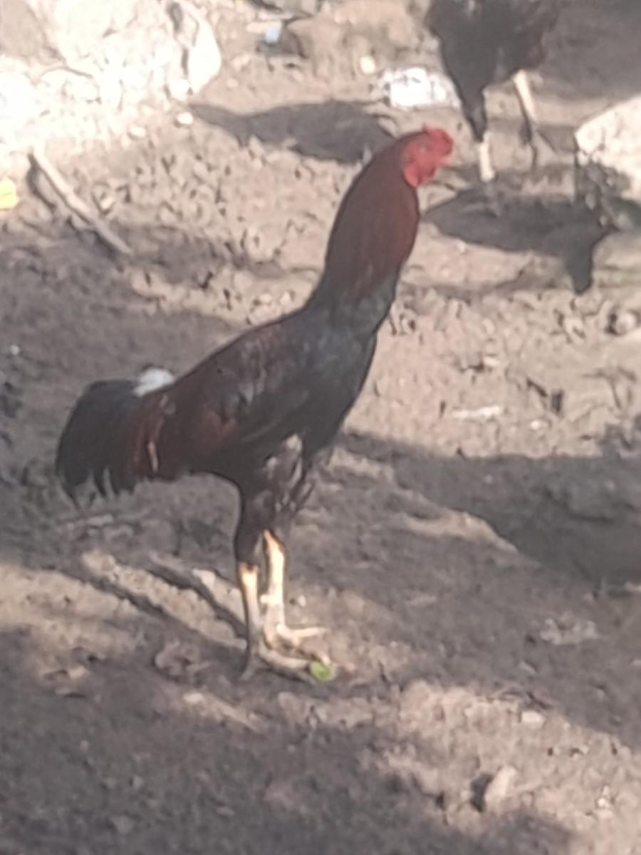 થંબનેલ 2