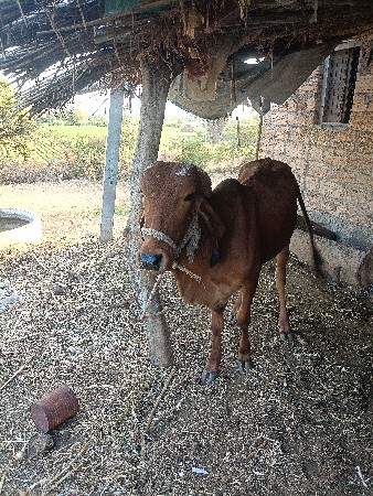 ગીર ગોઢલો ફી આપવાનો સે