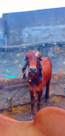 થંબનેલ 2