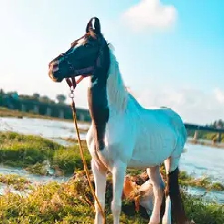 ઘોડી વેચવાની છે