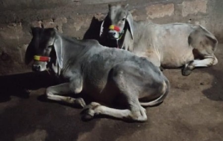 थंबनेल 2