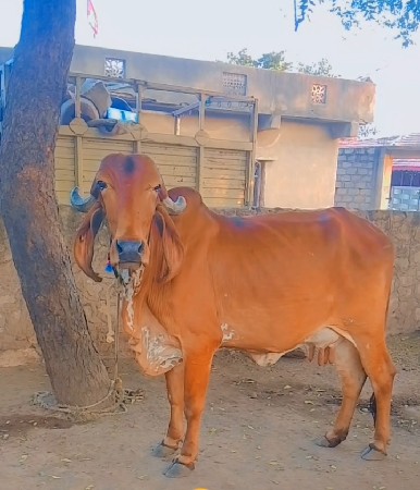 ગીર ઓડકી વેચવા ની છે