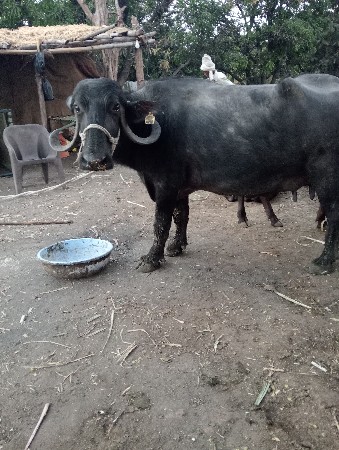 थंबनेल 3