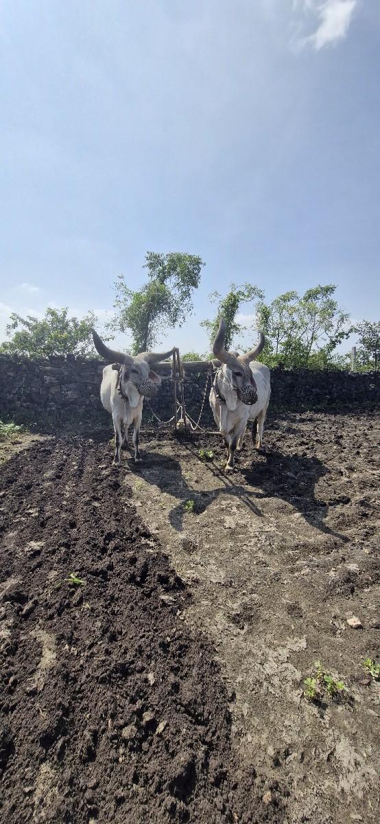 બળદ વેચવાના છે