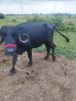 ખડેલુવેચવાનૂછેપેલુવેતર