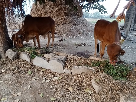 थंबनेल 3