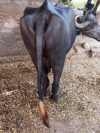 આ ભેશ બીજી વેતર 3 લિટર દુધ