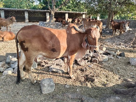 ગાય વેશવાની છે..