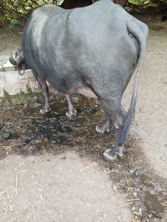 બીજા વેતર ની ભેંસ વેચવાની છે