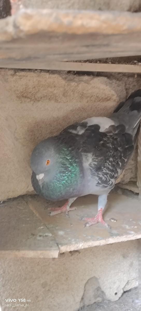 કબુતર સાટે કબુતર