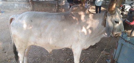બળદ વહેંચવાનો છે