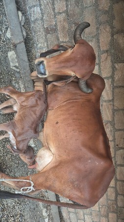 થંબનેલ 3