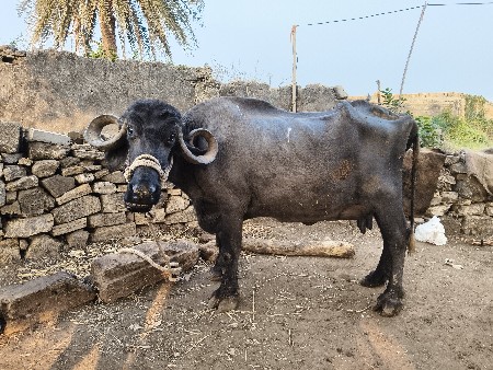 ભેસુ વેચવાની છે