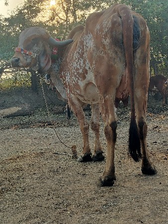 થંબનેલ 2