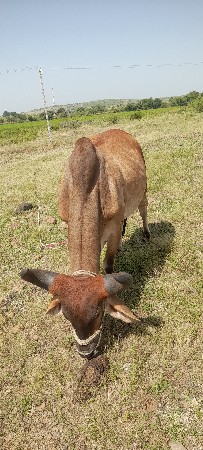 આવો ગોદલો લેવાનો છે