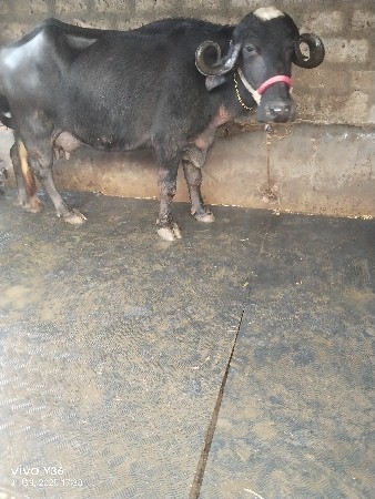 थंबनेल 3