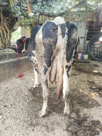 H.F. gay veshvani se.