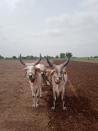 ગોઢલા વેચવાના છે