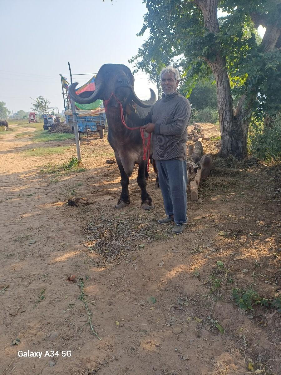 થંબનેલ 2