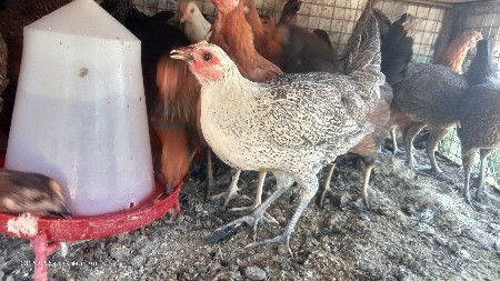 थंबनेल 2