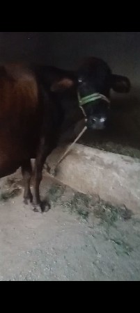 ગળગોટડી બાબરા અમરેલી